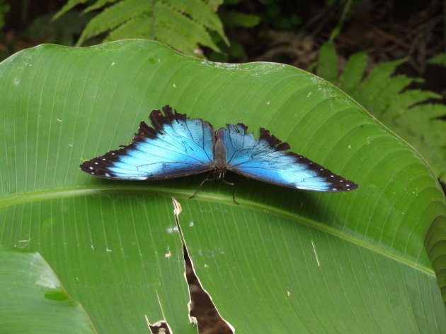 Blue Morpho