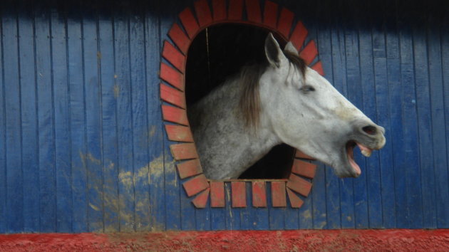 lachend paard