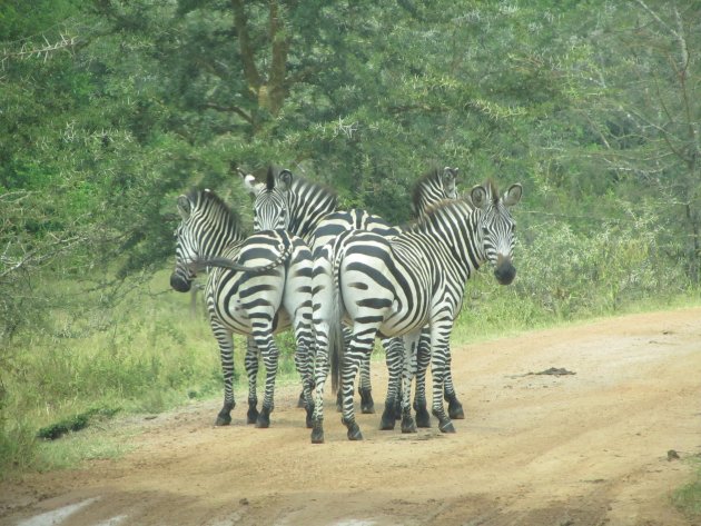 Hier de verwarring die zebra's laten ontstaan als ze zich in een kudde bevinden. Waar begint de een en waar eindigt de ander.