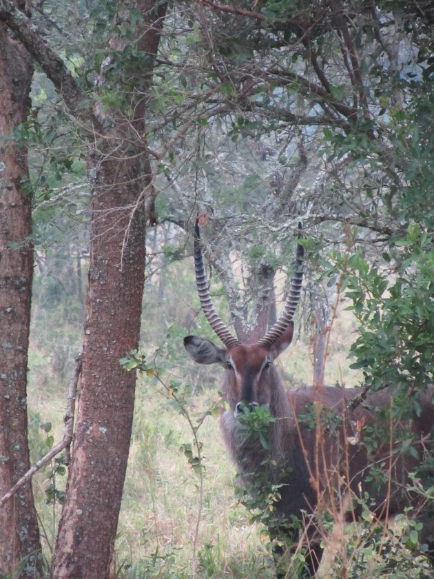 Bushbuck bekijkt me van een veilige afstand