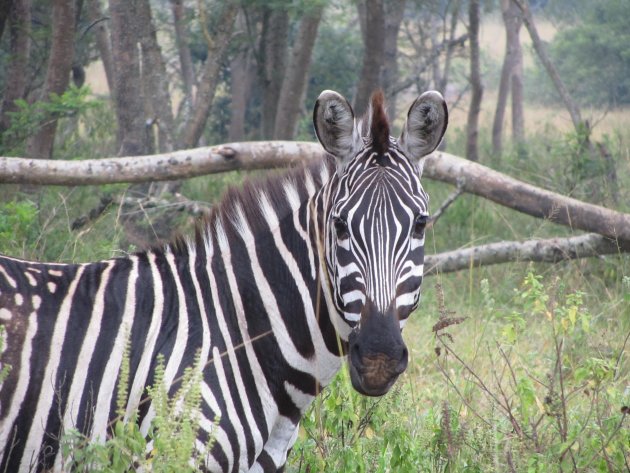 Zebra recht in de camera