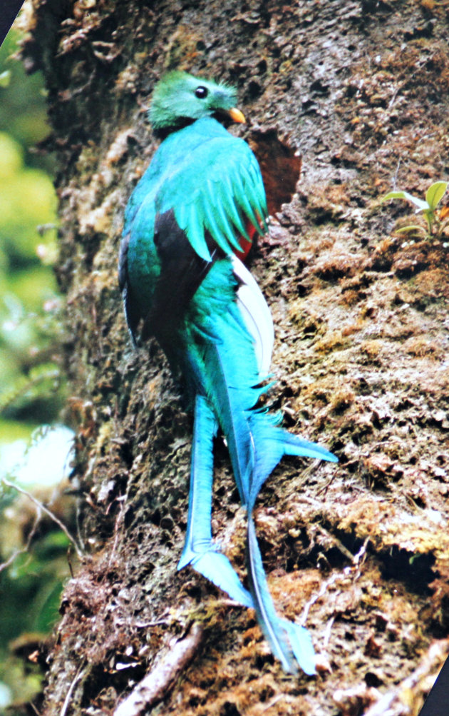 Quetzal