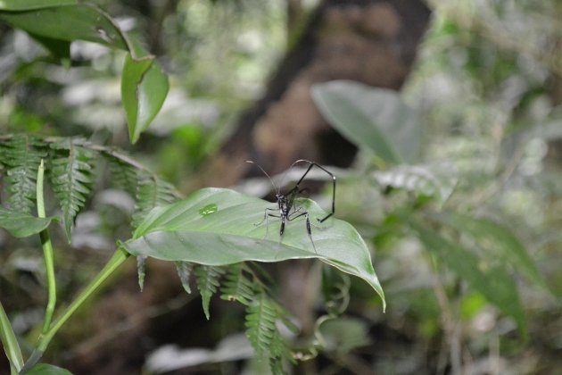 Wildlife in Curi Cancha