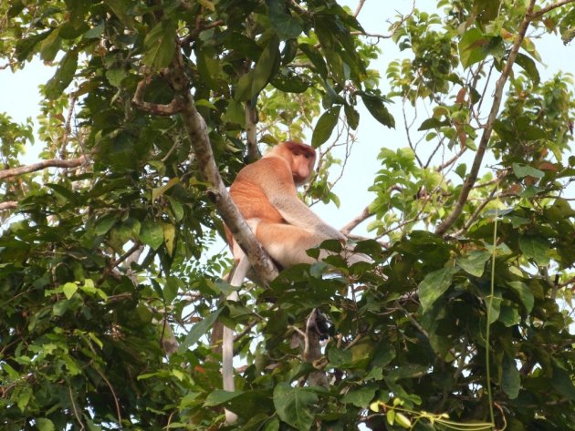 Neusaap (Nasalis Larvatus), Kinabatangan, Sabah, Malaysian Borneo