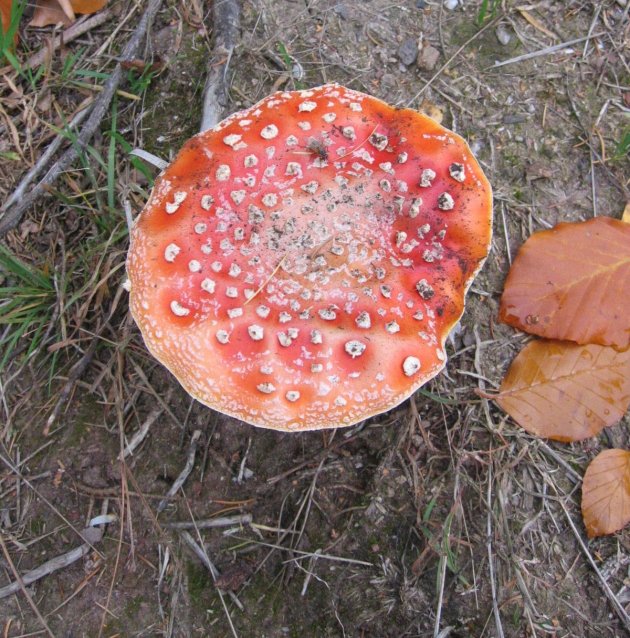 rood met witte stippen