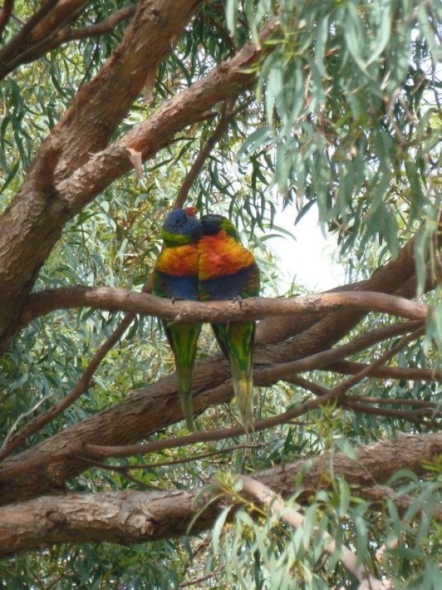 Stelletje lories in Australië