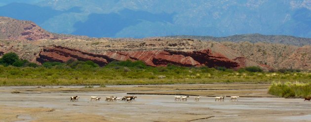 Cafayate, Argentinie