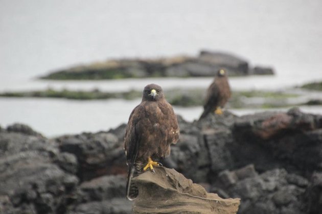 Galapagos hawks op de uitkijk