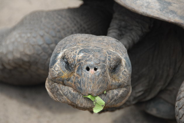 Galapagos reuzen land schildpad