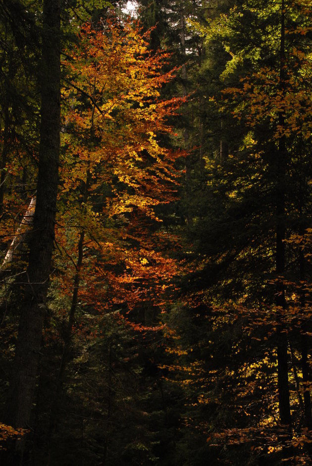 Licht op de herfstkleuren in de Rhodopen