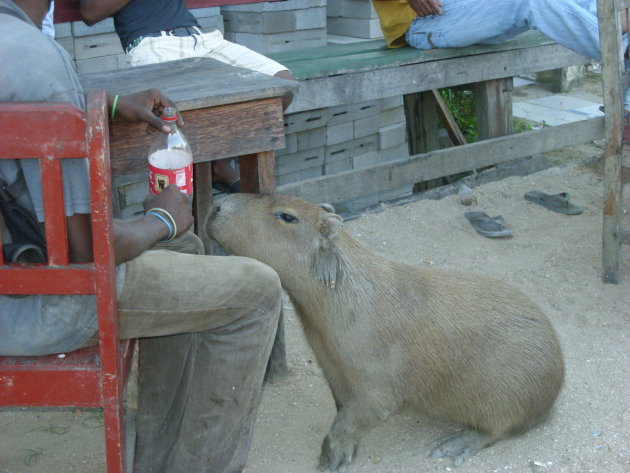 Tamme   Capibara   op  een  terras   te  Magreta  .   