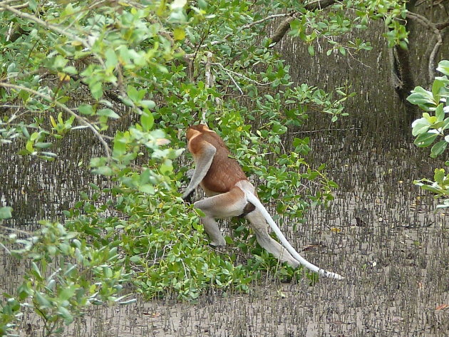 Bako National park