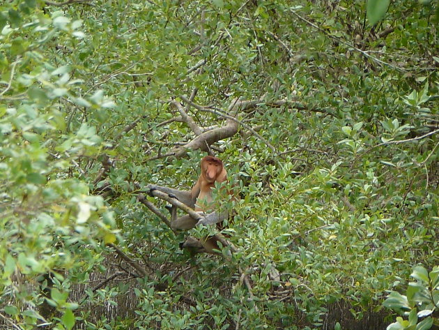 Bako National Park