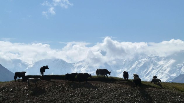 Yaks