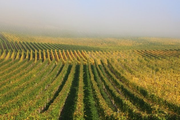 wijnrank in de mist