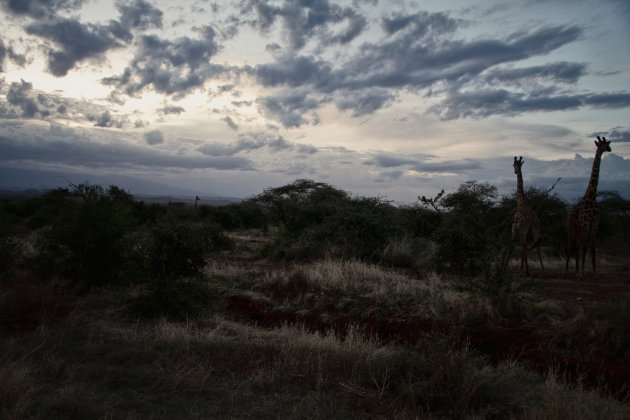 Giraffen in Tsavo West