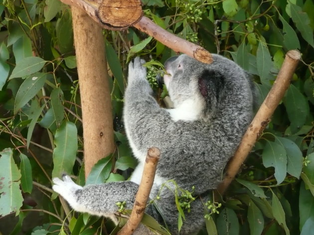 Koala lounging in Australia Zoo