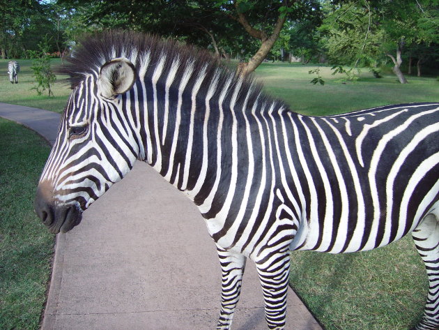 Zebra Zambia