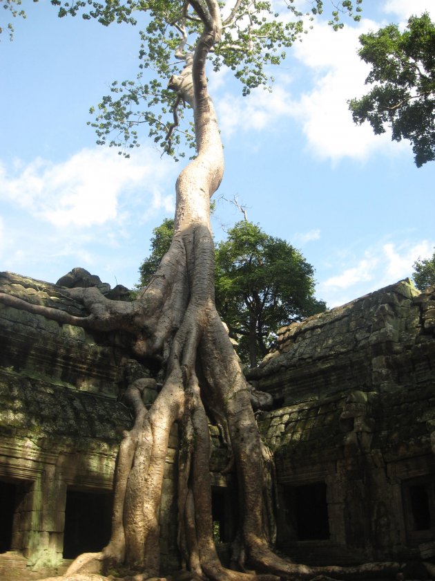 Boom vergroeid in eeuwenoude tempel