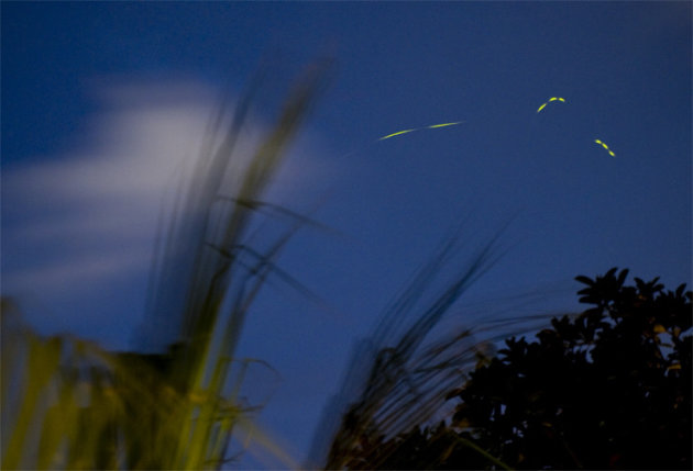 De vlucht van een vuurvliegje in Mexico bij nacht