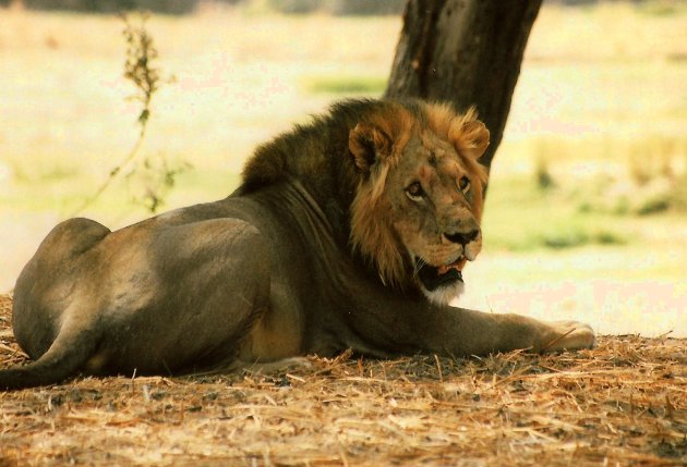 Een leeuw relaxt in Ruaha NP