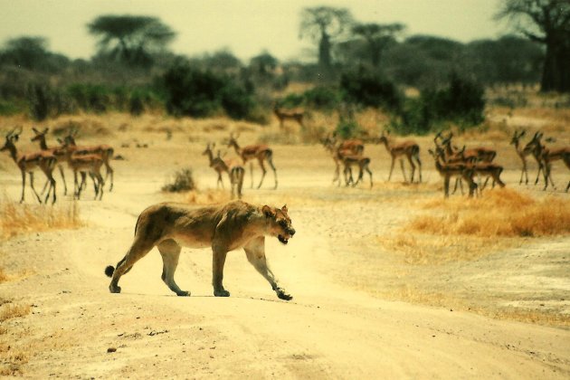 Leeuwin trekt zich even niks aan van de impala's