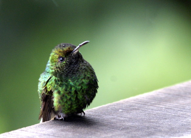 Green Thorntail.