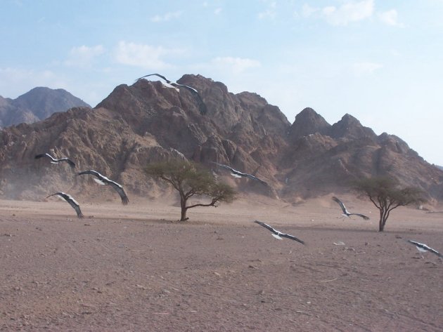 Opvliegende vogels in Egypte