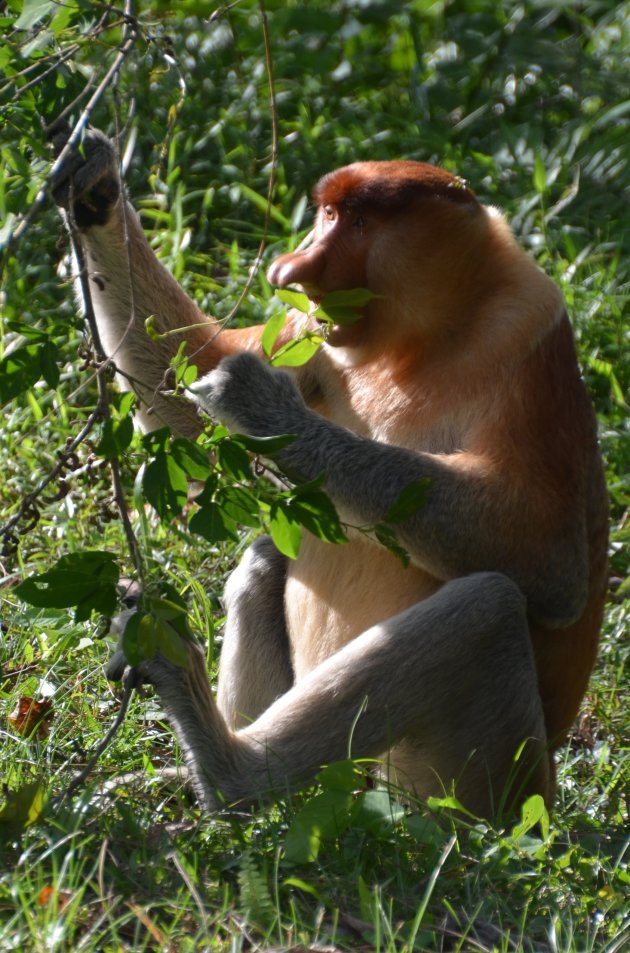 Orang Belanda