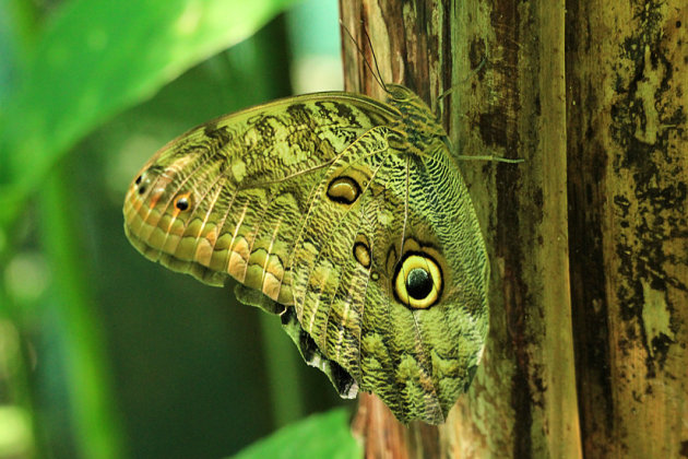 Caligo eurilochus