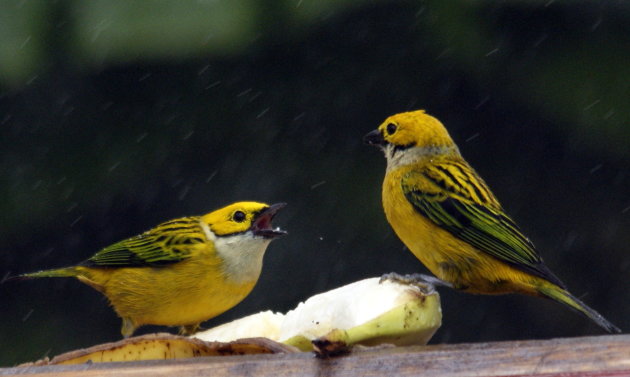 Silver-Throated Tanager