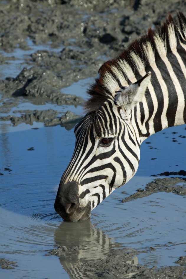 Dorstige zebra