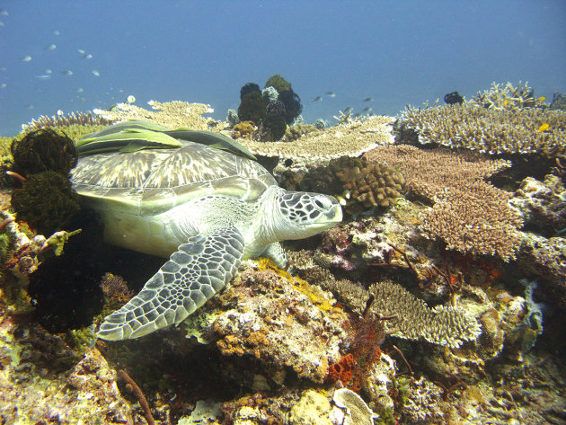 Green turtle op de gili's.