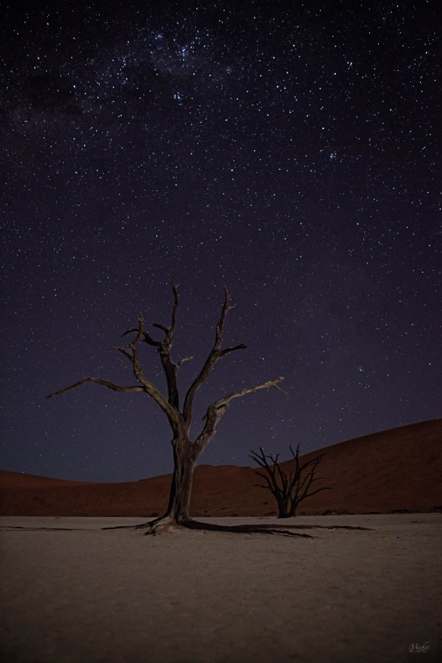 'Camel Thorn Tree' met Sterrenhemel in Dead Vlei 