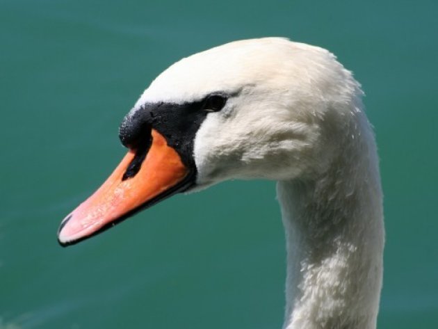 Witte zwaan in de Zurich Zee