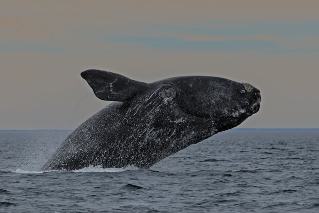 Zuidkaper land met een spectaculaire 'splash' terug in het water van de Golfo Nuevo