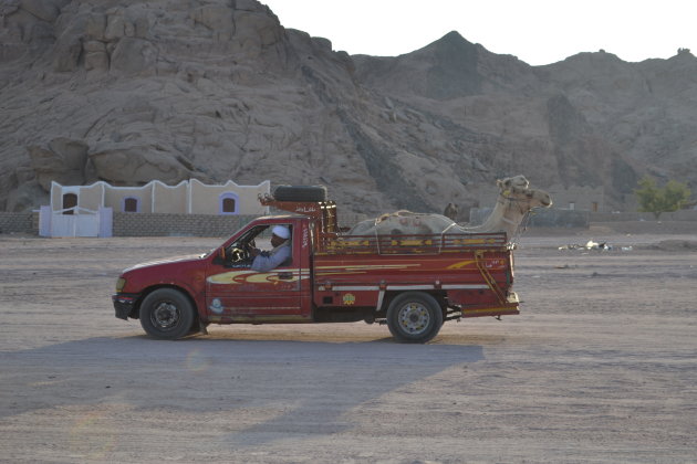 Arabic Camel Lounge by sunset