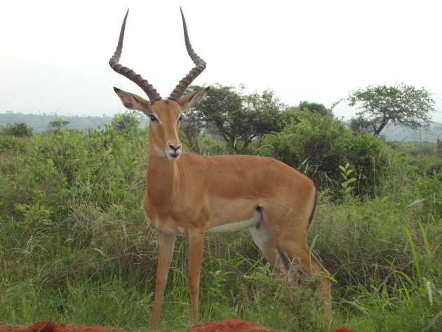 Impala