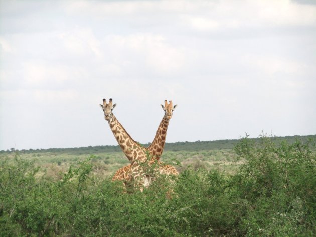 giraffe