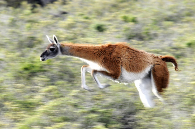 Guanaco die het hazepad neemt