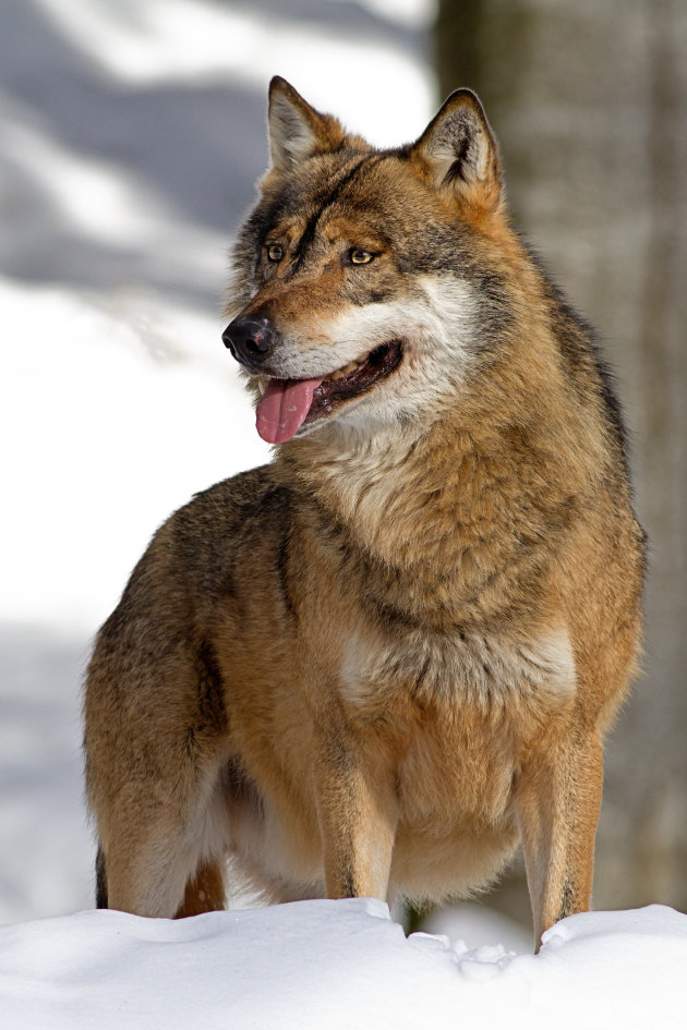 Wolf in de sneeuw in het Bayerischer Wald