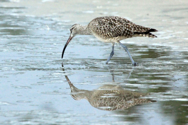 Long-billed Curlew