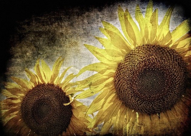 Amazing Sunflowers