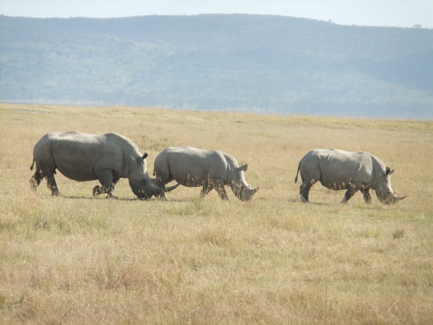 Neushoorns Nakuru