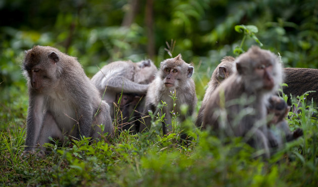 Monkeys Mount Rinjani