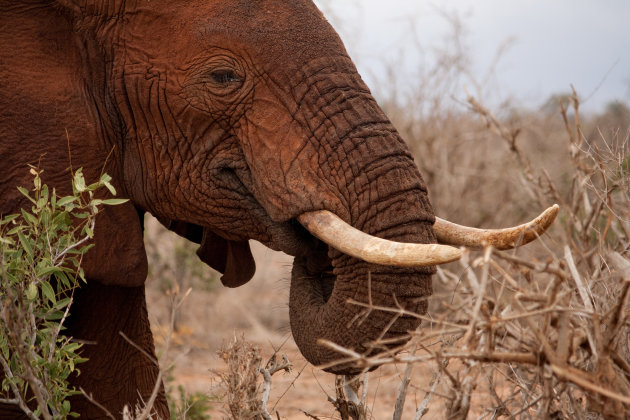 Close up Olifant