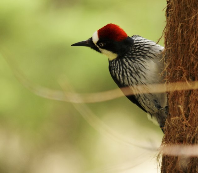 Acorn Woodpecker.