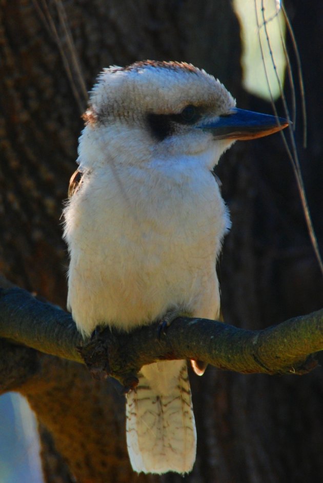 Kookaburra