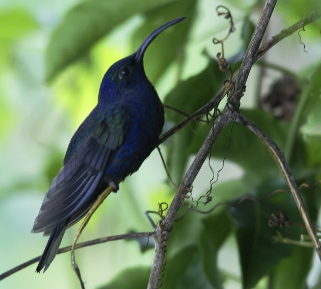 Violet Sabrewing.