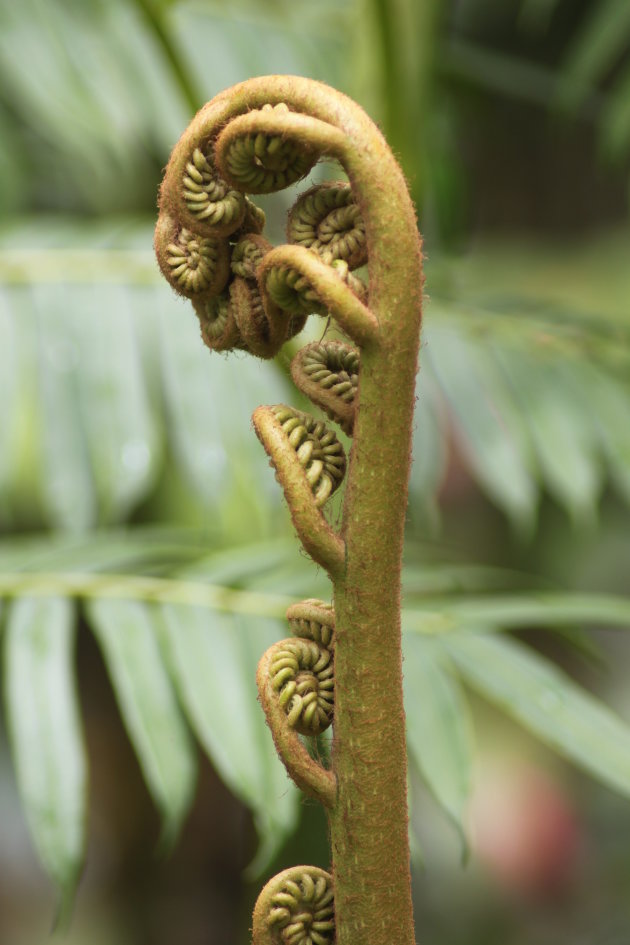 exotische plantensoort